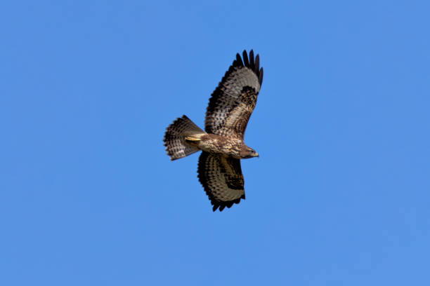 istock Common Buzzard (Buteo buteo) spotted in Baldoyle Racecourse, Dublin, commonly found across Europe. 2175513268