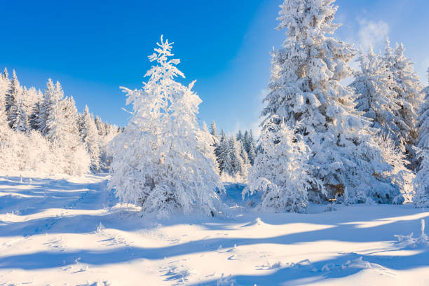 istock Stunning Winter Wonderland with Snow-Covered Trees Under Blue Sky 2175514093