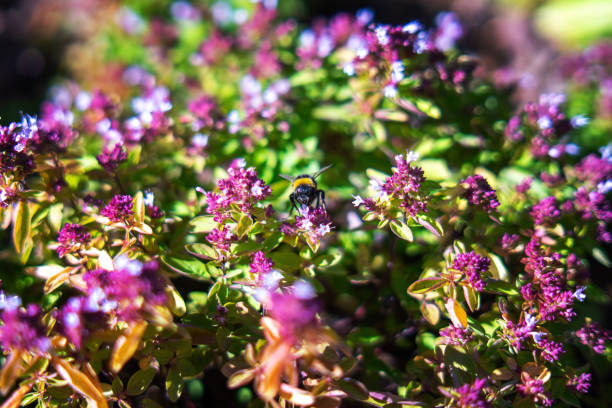 bee delicately perched on a blooming rose, gathering nectar under the vibrant glow of a sunny day, embodies the harmonious dance of nature and its vital pollinators