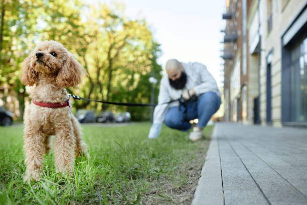 istock Walking Poodle on Leash in Urban Park Setting 2175516339