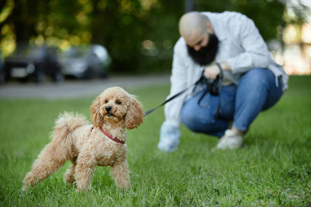 istock Walking Poodle in Park with Bearded Man Holding Leash 2175516346
