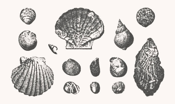 Seashells vector illustration collection. Trendy photocopy effect