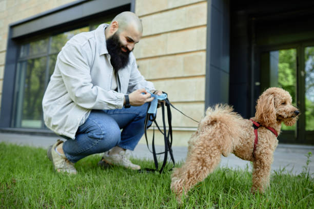 Man Attending Collared Poodle's Needs Outdoors