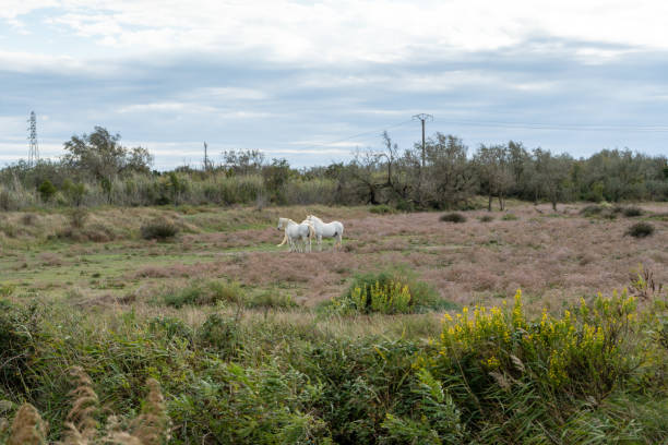 istock Wild Camargue horses 2175516798