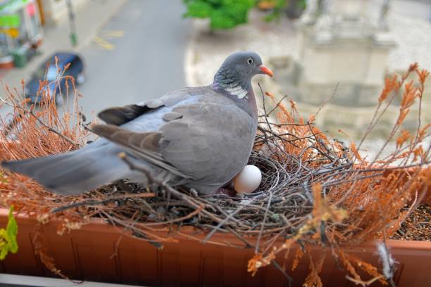 istock A dove sits on eggs. Dove with one egg. Pigeon pair make a nest in a flower box on a windowsill. The concept of bird life in the city 2175517171