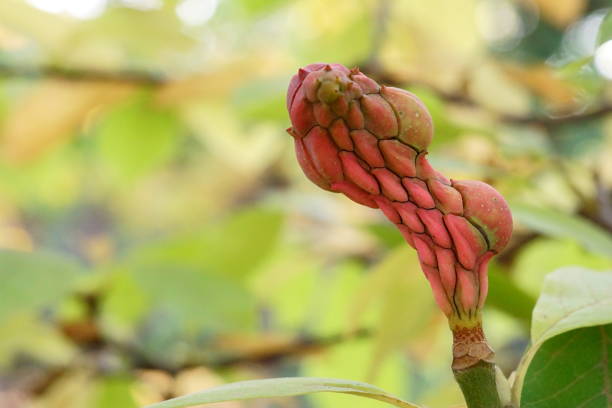 Deformed magnolia fruit for various reasons, incomplete or incorrect pollination, infestation with parasites or pests, diseases or fungal infections, climatic variations; Magnolia Grandiflora