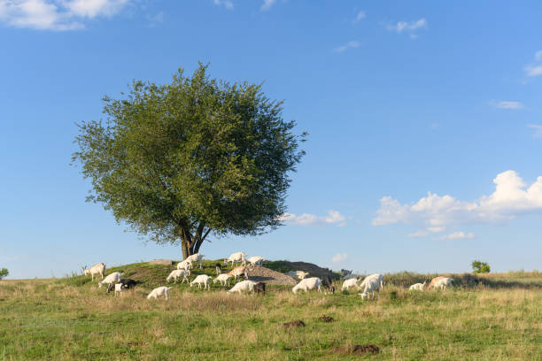 istock goats graze in the meadow 2175517684