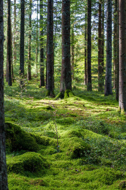 istock A Serene Forest featuring Lush Green Moss delicately spread Underfoot all around you 2175518855