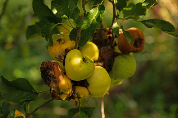 ripe apples at an apple tree in an orchard in autumn