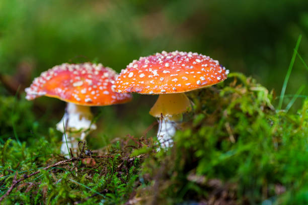 istock In a serene forest, red mushrooms are seen surrounded by lush, vibrant greenery, fly agaric, Amanita muscaria 2175519790