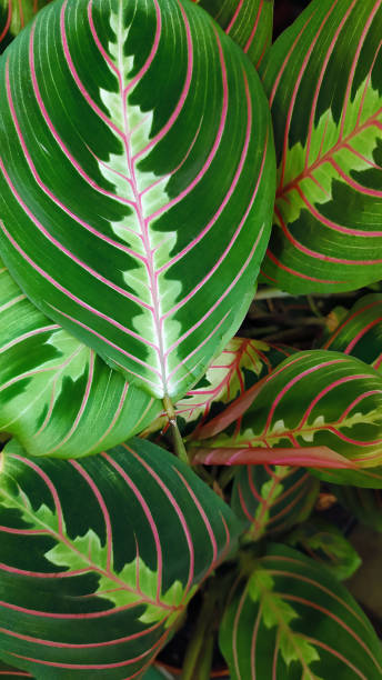 istock Decorative plant Calathea leaves with beautiful ornamental pattern. Foliage background. 2175519895