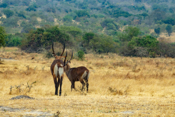 A pair of waterbuck stand alert in a golden grassland, their dark coats contrasting beautifully against the warm hues of the landscape. The dominant male, with his impressive horns, stands tall and proud, while the younger male observes the surroundings with a watchful gaze. The vast African savanna stretches out behind them, creating a sense of awe and adventure.