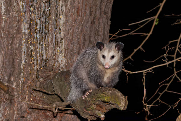 istock The Virginia opossum (Didelphis virginiana) 2175521155
