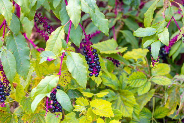 American pokeweed (Phytolacca americana) also known as pokeweed, poke sallet, pokeberry, dragonberries, pigeonberry weed, and inkberry is a poisonous plant.