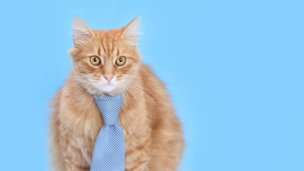 istock Ginger Cat wearing blue tie looking at camera. copy space. Large red cat wearing office tie isolated on blue. Smart cat. Day of knowledge, study, science student. Online courses. Distance education. 2175521962
