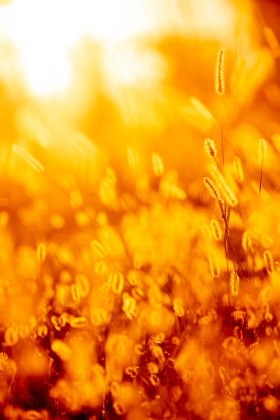 Golden-lit grass filed with selective focus and nice bokeh