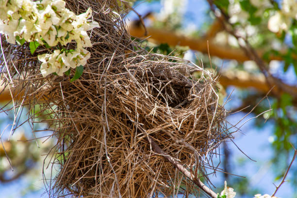 istock Close up of Weaver Bird Nest 2175524215