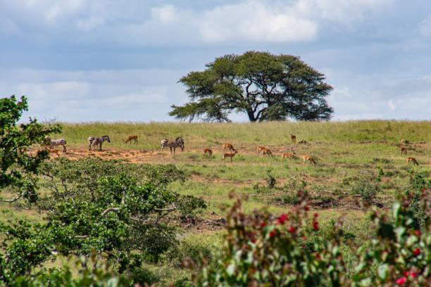 istock View of Zebra and Gazelle 2175524250