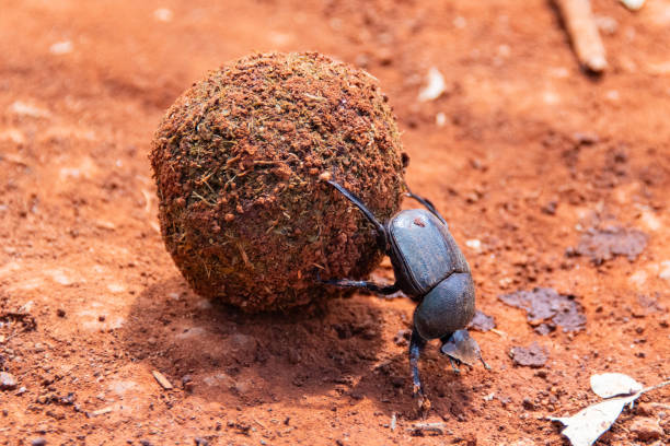 istock Close up of Dung Beetle with Ball 2175524609