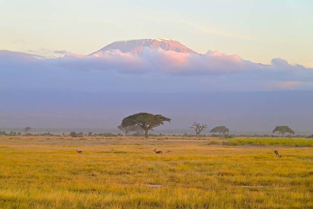 The peak of Mount Kilimanjaro breaks through the clouds as several Thompson's gazelles graze during late afternoon in Amboseli National Park, Kenya.