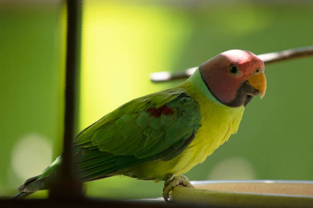 The plum-headed parakeet is a mainly green parrot. The male has a red head which shades to purple-blue on the back of the crown, nape and cheeks,