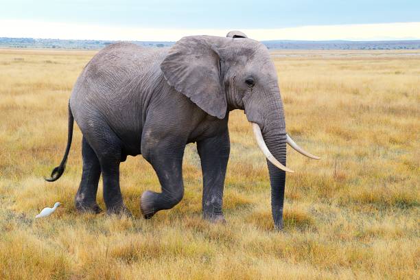 An adult African elephant moves through the landscape of Amboseli National Park, Kenya while cattle egrets follow.