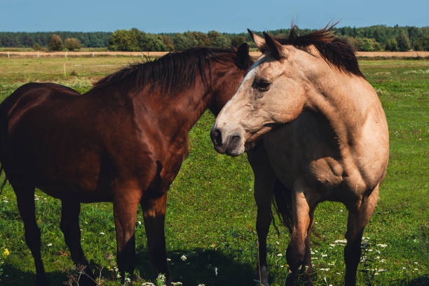 istock Horses interacting in a sunny meadow under a clear blue sky in an open field 2175529346