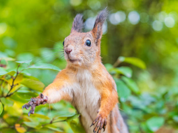 istock Autumn Squirrel standing on its hind legs on on green grass with fallen yellow leaves 2175530733