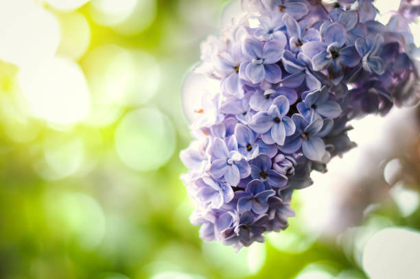 Macro branch of hyacinth on a blurred background in front of sunlight. The concept of nature's beauty
