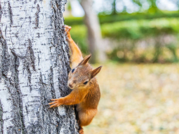 istock Portrait of a squirrel on a tree trunk 2175530799