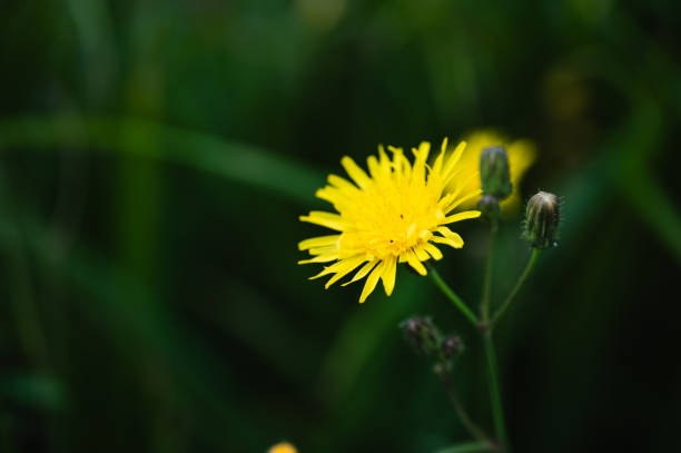 A close-up of a vibrant yellow dandelion flower in full bloom, set against a blurred green meadow background. The delicate petals and buds capture the simplicity and beauty of wildflowers in nature.