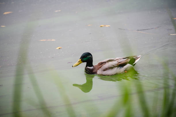 A serene image of a male mallard duck gliding through a calm pond. The duck's reflection is visible in the greenish water, surrounded by soft vegetation in the foreground, adding to the peaceful atmosphere.