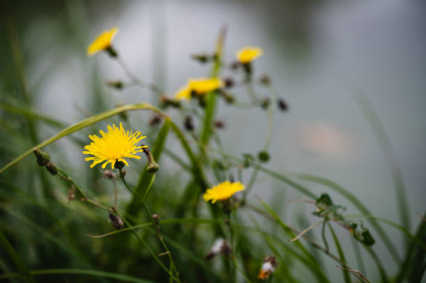 A close-up of a vibrant yellow dandelion flower in full bloom, set against a blurred green meadow background. The delicate petals and buds capture the simplicity and beauty of wildflowers in nature.