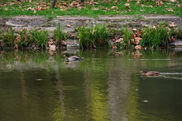 A peaceful scene of two ducks swimming in a calm park pond, with reflections of trees and foliage on the water's surface. The green grass and fallen leaves on the bank add to the natural, serene atmosphere.