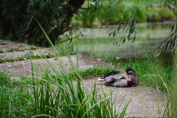 A peaceful scene of a mallard duck resting on a concrete path near a pond, surrounded by lush green grass and overhanging tree branches. The tranquil setting evokes a sense of calm and connection with nature.