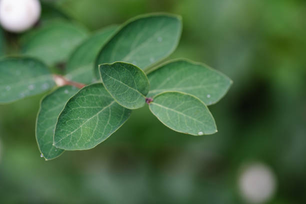 A macro shot of a green leaf with delicate water droplets resting on its surface. The intricate leaf veins and the clear droplets create a calming and detailed natural scene.