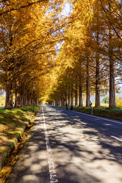 istock Shiga Prefecture: Metasequoia Tree Line in Autumn 2175535823