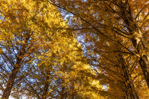 istock Shiga Prefecture: Metasequoia Tree Line in Autumn 2175536281