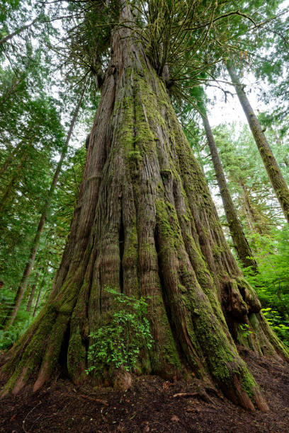 istock Big Cedar Tree near Bella Coola, BC, Canada 2175537094
