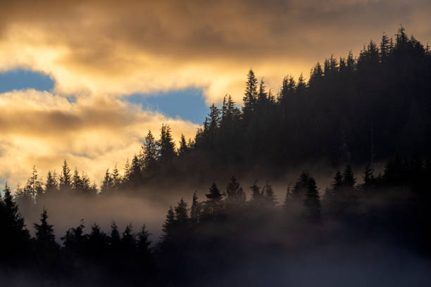 istock Fog, clouds and sunlight beaming through trees, Quatse River Estuary, Port Hardy, BC Canada 2175537110