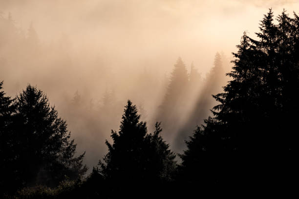 Fog, clouds and sunlight beaming through trees, Quatse River Estuary, Port Hardy, BC Canada