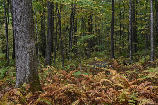 Fall landscape with ferns in the woods of Washington, Connecticut. The large tree on the left is a sugar maple.