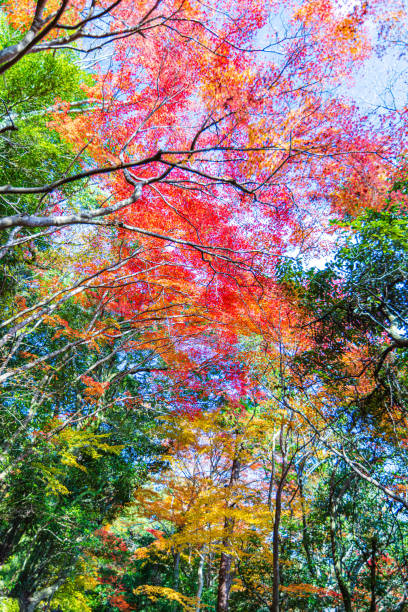 Autumn leaves , Shiga Prefecture