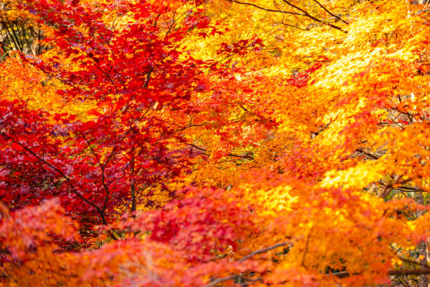 istock Autumn leaves , Shiga Prefecture 2175539498
