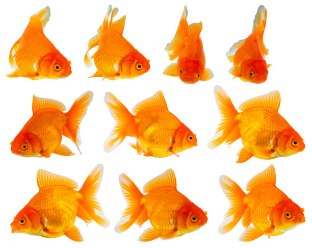 istock Oranda goldfish set isolated on white background close up 2175540861