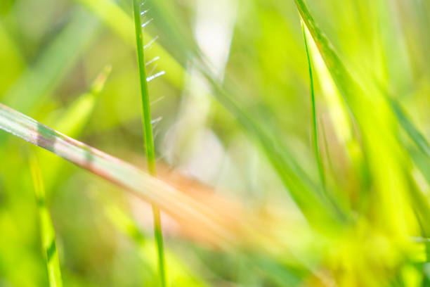 green grass leaf in garden with blur background