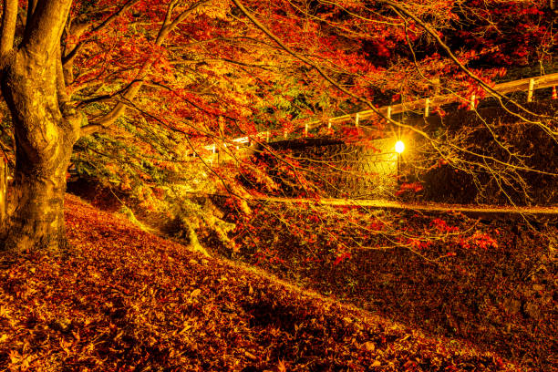 Lake Kawaguchi, Yamanashi Prefecture Maple Corridor Light-up