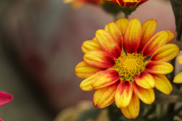 Orange yellow chrysanthemum flower in garden with copy space