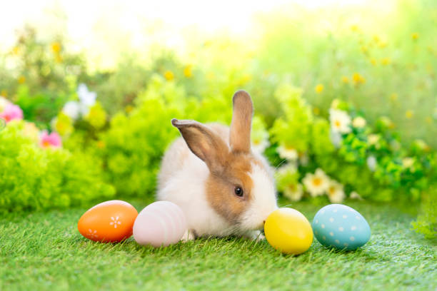 young fluffy bunnies,white brown adorable rabbit sitting with easter eggs on nature background,concept for easter celebration