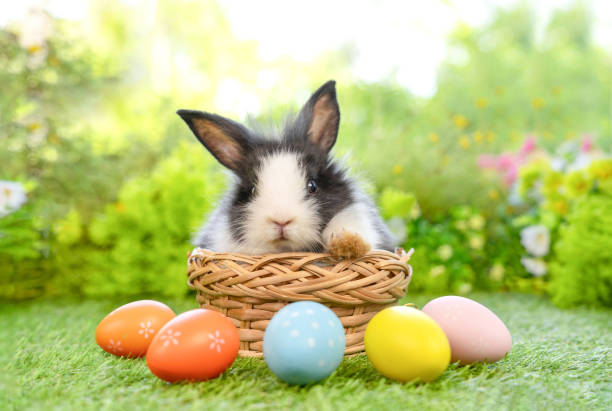 istock young fluffy bunny in a basket with easter eggs on nature background,concept for easter celebration 2175551556